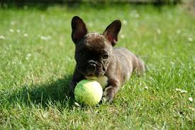 pic of FRENCH BULLDOG posted on 2022-06-22 15:00:15